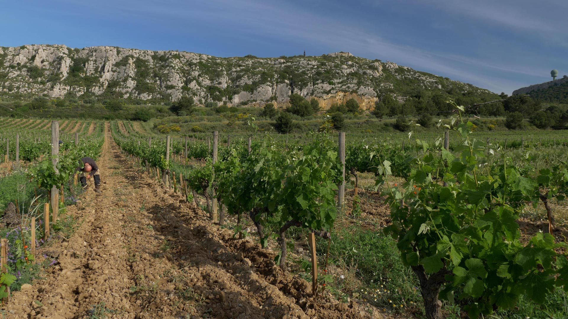 famous french wine regions: Languedoc, France