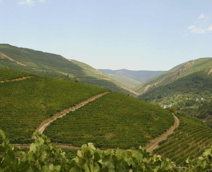 Northwest Spain Vineyard