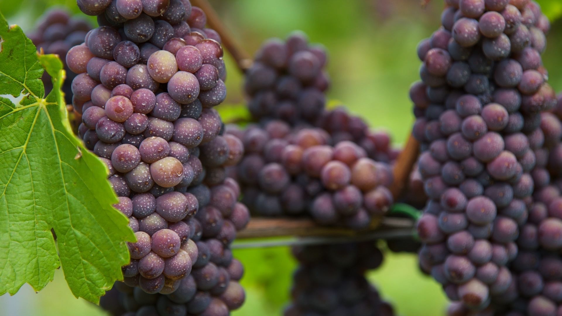 Pinot Grigio grape variety