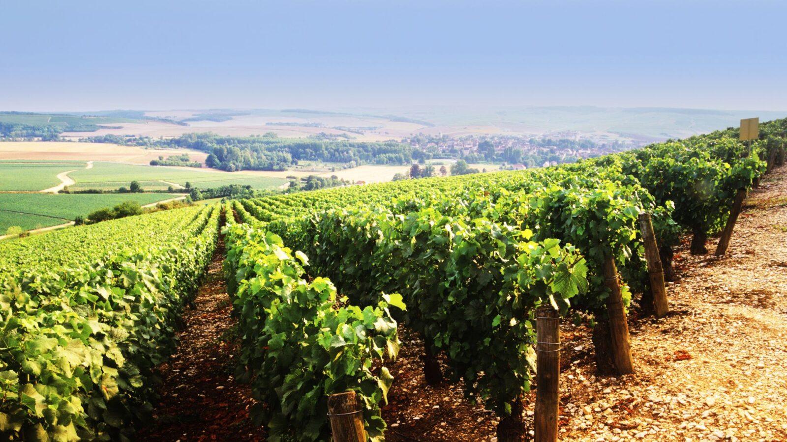 A Closer Look At Chablis SOMM TV Magazine
