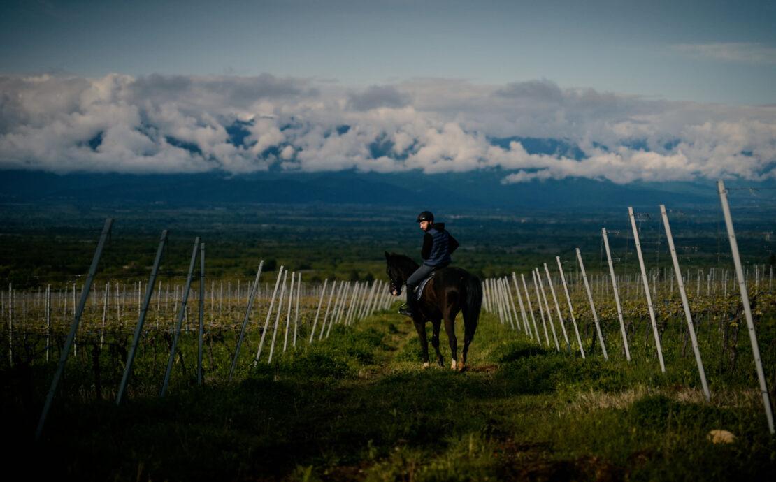 Horse in Vineyard