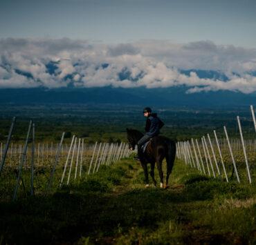 Horse in Vineyard